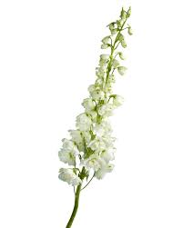 Attēlu rezultāti vaicājumam “Delphinium elatum”