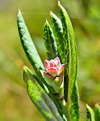 Attēlu rezultāti vaicājumam “Oenothera rubricauli bud”