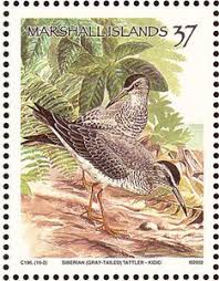 Image result for Tringa brevipes