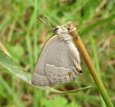 Attēlu rezultāti vaicājumam “Favonius quercus”
