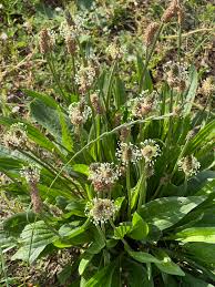 Attēlu rezultāti vaicājumam “Plantago lanceolata”