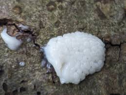 Attēlu rezultāti vaicājumam “Stemonitis axifera stalked”