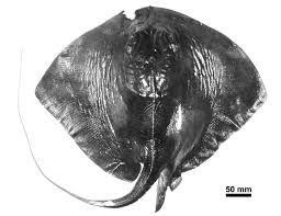 Image result for Pteroplatytrygon violacea