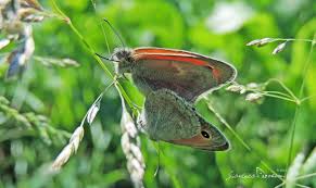 Attēlu rezultāti vaicājumam “Coenonympha pamphilus underside”