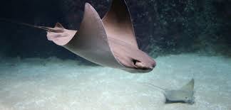 Image result for Rhinoptera brasiliensis