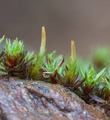 Attēlu rezultāti vaicājumam “Pogonatum urnigerum macro”