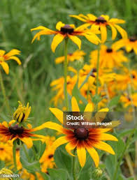 Attēlu rezultāti vaicājumam “Rudbeckia hirta var. pulcherrima”