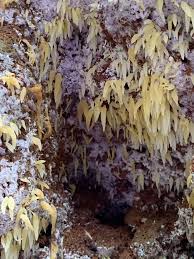 Attēlu rezultāti vaicājumam “Mucronella subtilis”