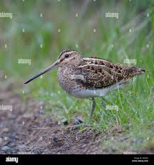 Attēlu rezultāti vaicājumam “Gallinago gallinago”