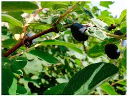 Attēlu rezultāti vaicājumam “Lonicera caerulea var. pallasii fruit”