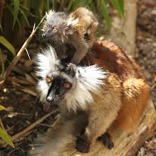 Attēlu rezultāti vaicājumam “Lycogala asperum”