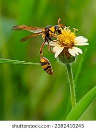 Attēlu rezultāti vaicājumam “Eumenidae”