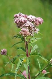 Attēlu rezultāti vaicājumam “Eupatorium cannabinum flower”