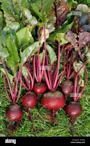 Image result for Beta vulgaris