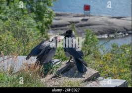 Attēlu rezultāti vaicājumam “Corvus cornix juvenile”