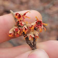 Attēlu rezultāti vaicājumam “Hamamelis vernalis bud”
