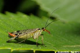 Attēlu rezultāti vaicājumam “Panorpa communis”