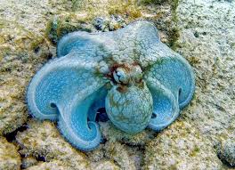 Image result for Octopus vulgaris