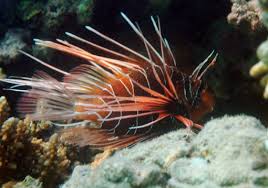 Image result for Pterois radiata