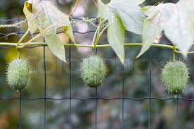 Attēlu rezultāti vaicājumam “Thladiantha dubia”