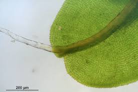 Attēlu rezultāti vaicājumam “Syntrichia virescens”