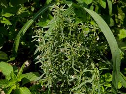 Attēlu rezultāti vaicājumam “Microrrhinum minus leaf”