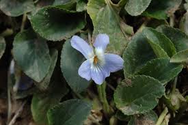Attēlu rezultāti vaicājumam “Viola collina leaf”