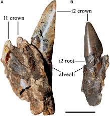 Attēlu rezultāti vaicājumam “Didymium spongiosum macro”