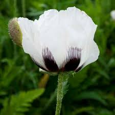 Image result for Papaver orientale