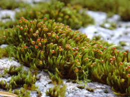 Attēlu rezultāti vaicājumam “Schistidium dupretii”