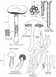 Attēlu rezultāti vaicājumam “Pistillaria sp.”