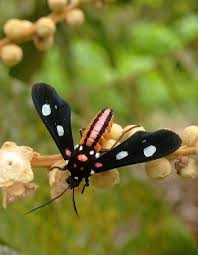 Attēlu rezultāti vaicājumam “Pseudeustrotia candidula”