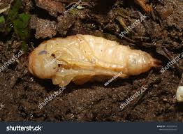 Attēlu rezultāti vaicājumam “Dytiscus sp. larva”