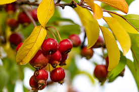 Attēlu rezultāti vaicājumam “Malus baccata fruit”