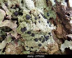 Attēlu rezultāti vaicājumam “Mycoblastus sanguinarius”