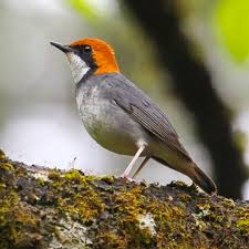 Attēlu rezultāti vaicājumam “Cephalozia connivens”