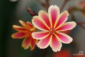 Image result for Bitterwurz