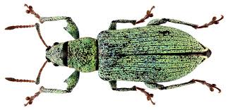 Attēlu rezultāti vaicājumam “Phyllobius”