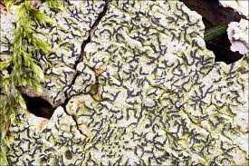 Attēlu rezultāti vaicājumam “Graphis scripta”