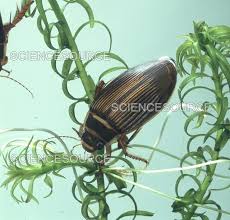 Attēlu rezultāti vaicājumam “Dytiscus marginalis”