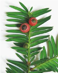 Attēlu rezultāti vaicājumam “Taxus baccata female flower”