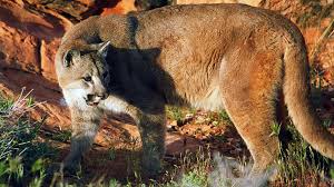 Image result for Ut Cougars