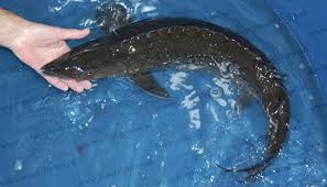Image result for Scaphirhynchus platorynchus
