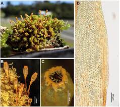 Attēlu rezultāti vaicājumam “Orthotrichum diaphanum sporophyte”