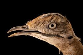 Image result for Chlamydotis macqueenii