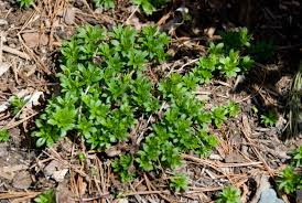 Attēlu rezultāti vaicājumam “Galium odoratum”