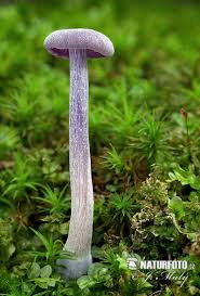 Attēlu rezultāti vaicājumam “Laccaria amethystina”