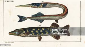 Attēlu rezultāti vaicājumam “Belone belone”