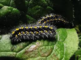 Attēlu rezultāti vaicājumam “Callimorpha dominula larva”