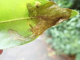 Attēlu rezultāti vaicājumam “Gracillaria syringella larva”